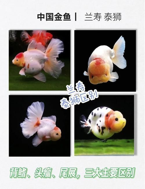 如何預防金魚趴缸底，北京地區冬季金魚趴缸底的成因與預防