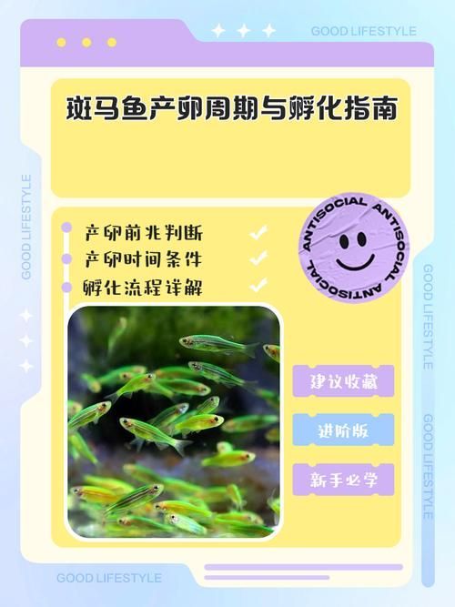 如何刺激斑馬魚進入繁殖期，刺激斑馬魚進入繁殖期