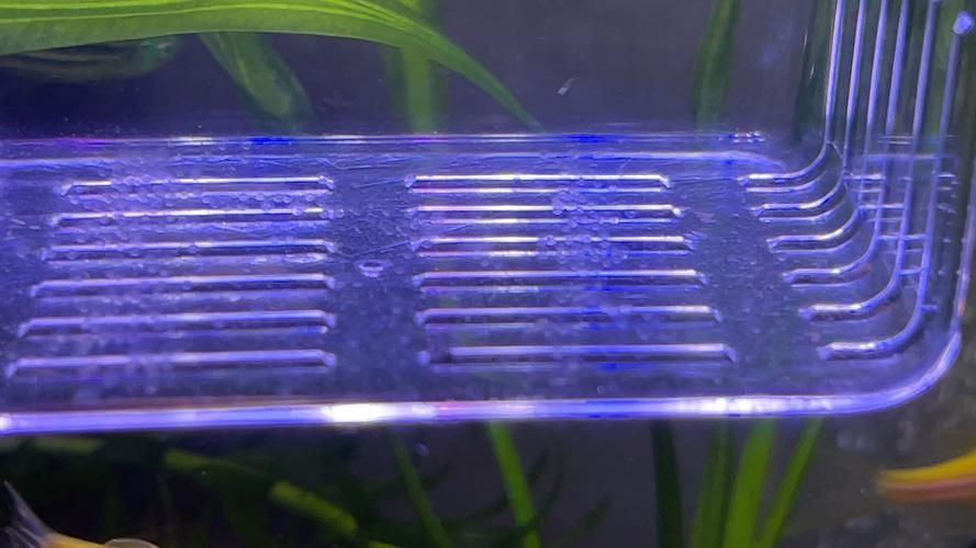 如何刺激斑馬魚進入繁殖期，刺激斑馬魚進入繁殖期