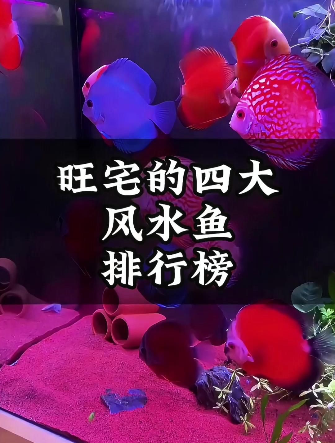 十大風水魚中哪種最受歡迎，十大風水魚中最受歡迎的風水魚排行榜，金魚的特點