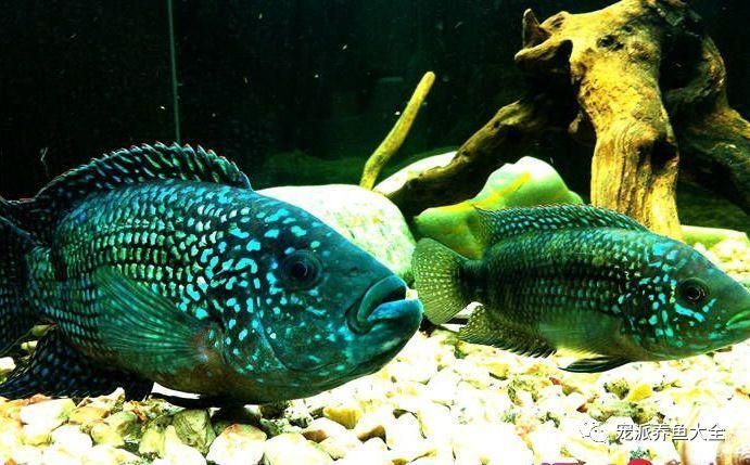 銀河星鉆魚，“銀河星鉆魚（hyphessobryconeques”