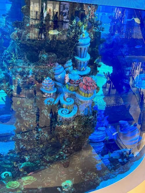 銀河星鉆魚,“銀河星鉆魚(hyphessobryconeques” 龍魚百科 第5張 銀河星鉆魚,“銀河星鉆魚(hyphessobryconeques” 銀河星鉆魚,“銀河星鉆魚(hyphessobryconeques” 龍魚百科 第5張