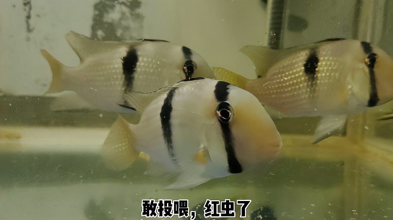 魚長白毛會自愈嗎，九龍拉棺中陸北玄的成長歷程《九龍拉棺》中陸北玄的成長歷程 魚長白毛會自愈嗎，九龍拉棺中陸北玄的成長歷程《九龍拉棺》中陸北玄的成長歷程 龍魚百科 第3張