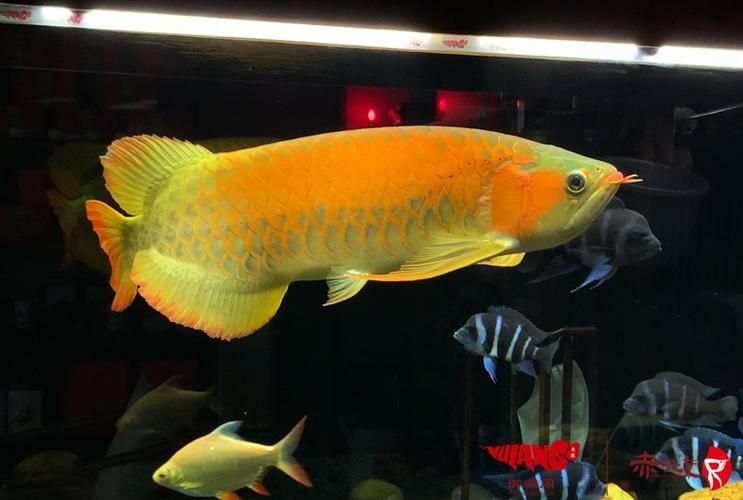 赤元素紅龍魚的價格是多少？，赤元素紅龍魚價格是多少祥龍魚場的金龍魚價格是多少