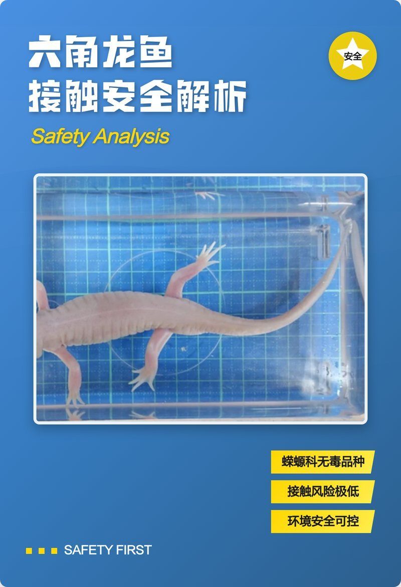 如何判斷六角龍魚是否中毒，六角龍魚中毒的判斷方法包括觀察其行為和生理反應 如何判斷六角龍魚是否中毒，六角龍魚中毒的判斷方法包括觀察其行為和生理反應 龍魚百科 第2張