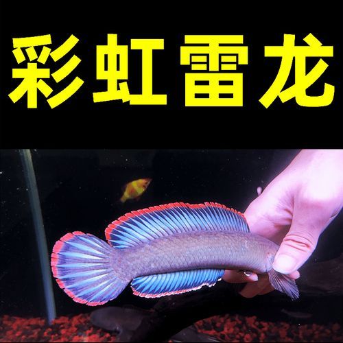 彩虹雷龍魚的價格是多少,彩虹雷龍魚的價格
