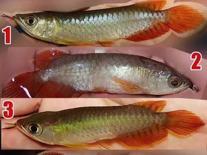 新加坡號半紅龍魚的圖片，新加坡號半紅龍魚品種對比表