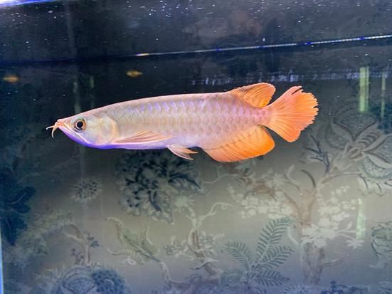 新加坡號半紅龍魚的圖片，新加坡號半紅龍魚品種對比表