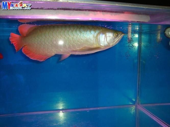 新加坡號半紅龍魚的圖片，新加坡號半紅龍魚品種對比表