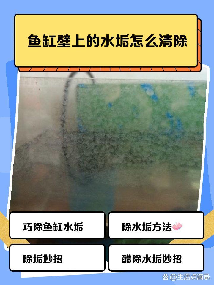 有哪些魚缸清洗技巧，魚缸壁水垢清洗攻略 有哪些魚缸清洗技巧，魚缸壁水垢清洗攻略 龍魚百科 第1張