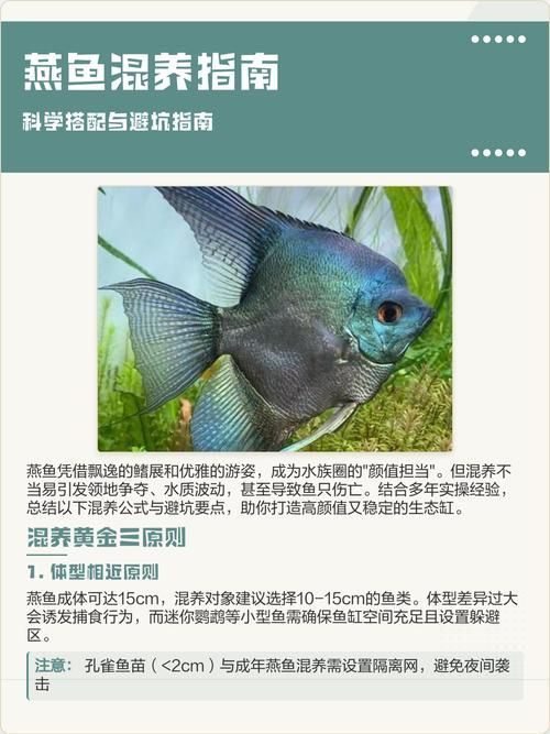 給出燕魚混養的具體搭配圖，一份燕魚混養的具體搭配圖：燕魚混養的具體搭配圖