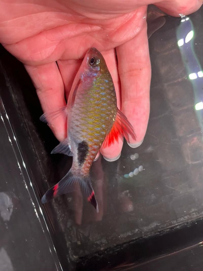 如何挑選高質量的黑影道人魚？，“黑影道人魚挑選高質量個體對比圖片與視頻組件查詢