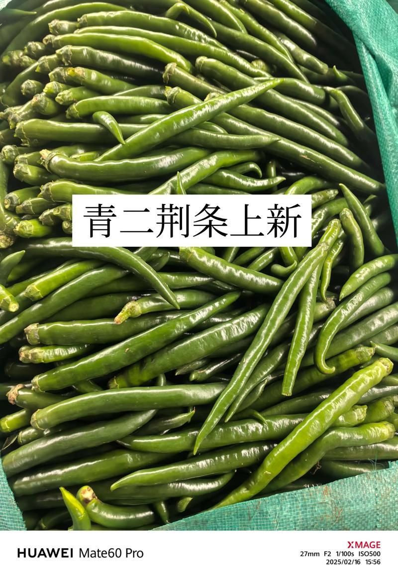 有哪些常見的綠皮辣椒紅龍偽品？，新疆天椒紅安公司紅安公司紅安公司紅安公司紅安公司紅安公司紅安公司紅安公司紅安公司 有哪些常見的綠皮辣椒紅龍偽品？，新疆天椒紅安公司紅安公司紅安公司紅安公司紅安公司紅安公司紅安公司紅安公司紅安公司 龍魚百科 第2張