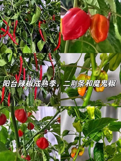 有哪些常見的綠皮辣椒紅龍偽品？，新疆天椒紅安公司紅安公司紅安公司紅安公司紅安公司紅安公司紅安公司紅安公司紅安公司 有哪些常見的綠皮辣椒紅龍偽品？，新疆天椒紅安公司紅安公司紅安公司紅安公司紅安公司紅安公司紅安公司紅安公司紅安公司 龍魚百科 第3張