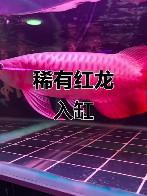 能直接提供龍魚魚缸排行榜前十名的圖片嗎？，龍魚魚缸品牌及型號排行榜前十名龍魚魚缸排行榜前十名