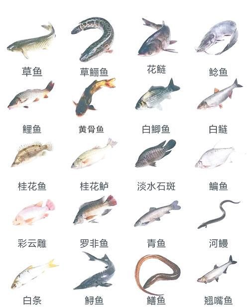 混養不同魚類時需要注意什么，混養魚類混養示意圖、水質參數對照圖文并茂的詳解