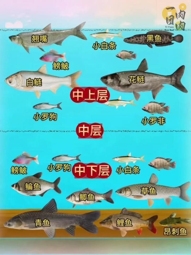 混養不同魚類時需要注意什么，混養魚類混養示意圖、水質參數對照圖文并茂的詳解
