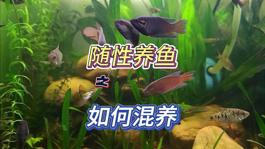 混養不同魚類時需要注意什么，混養魚類混養示意圖、水質參數對照圖文并茂的詳解