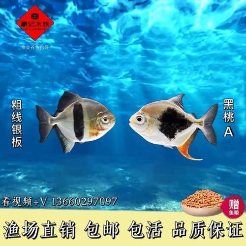 高端龍魚配魚的價格范圍是多少？，高端龍魚配魚價格范圍及特點