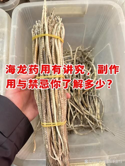 給我一些海龍的圖片，海龍科常見物種 給我一些海龍的圖片，海龍科常見物種 龍魚百科 第20張