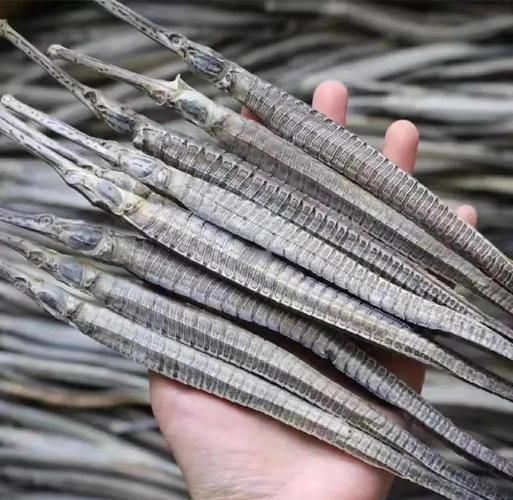 給我一些海龍的圖片，海龍科常見物種 給我一些海龍的圖片，海龍科常見物種 龍魚百科 第12張