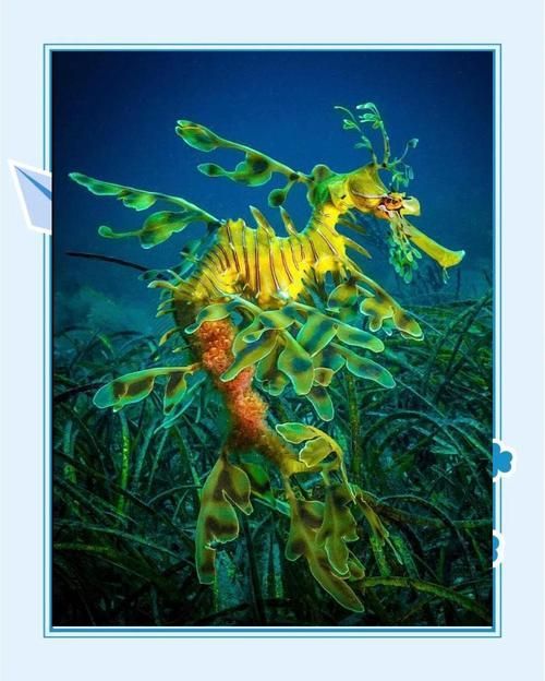 給我一些海龍的圖片，海龍科常見物種 給我一些海龍的圖片，海龍科常見物種 龍魚百科 第19張