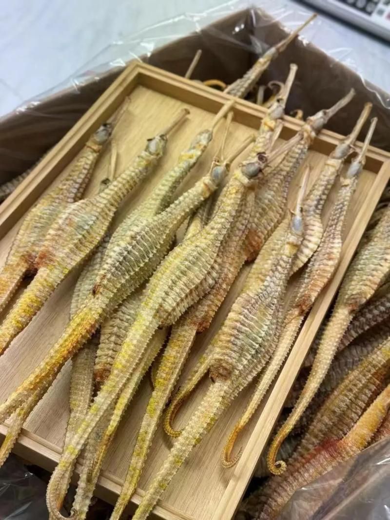 給我一些海龍的圖片，海龍科常見物種 給我一些海龍的圖片，海龍科常見物種 龍魚百科 第6張