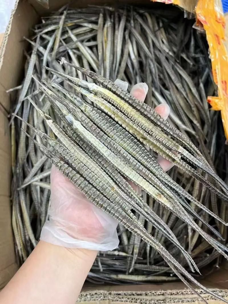 給我一些海龍的圖片，海龍科常見物種 給我一些海龍的圖片，海龍科常見物種 龍魚百科 第17張