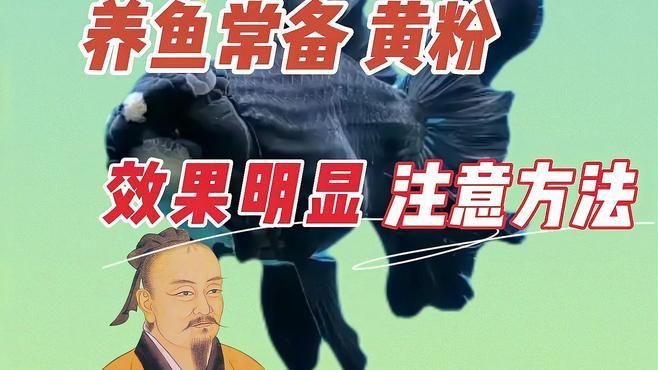 如何正確使用黃粉治療魚傷口，魚缸黃粉的使用方法