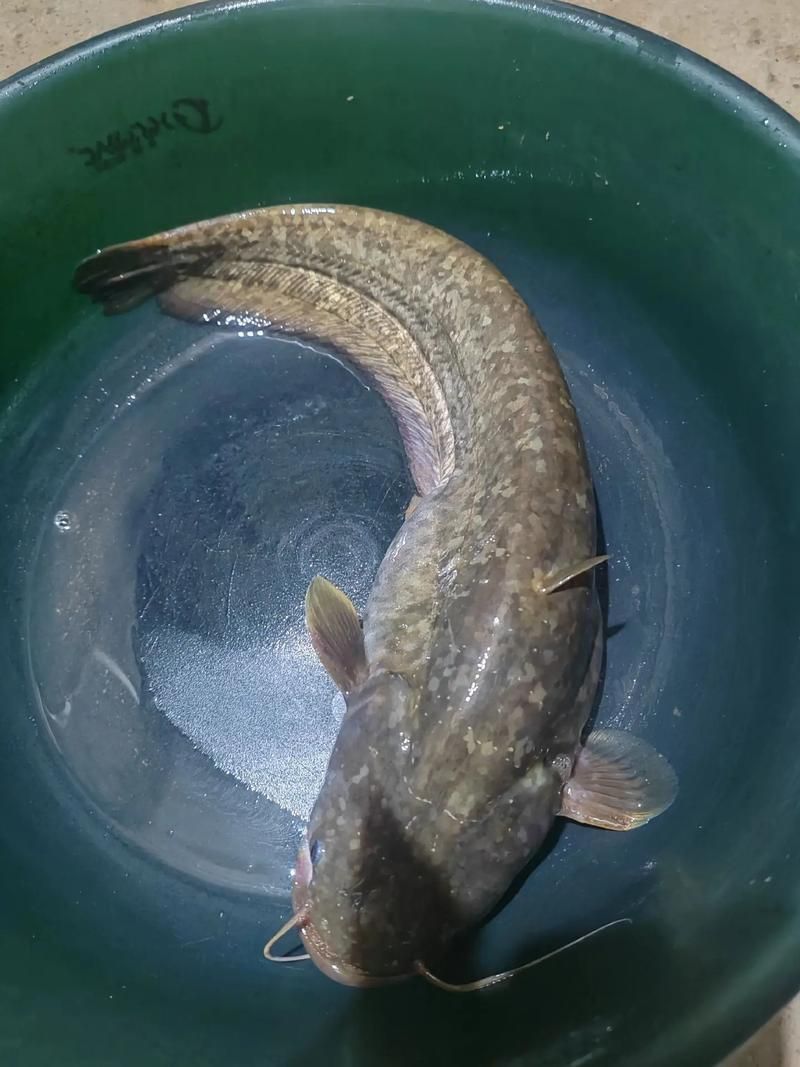 如何找到高清的年魚圖片，如何找到高清年魚圖片