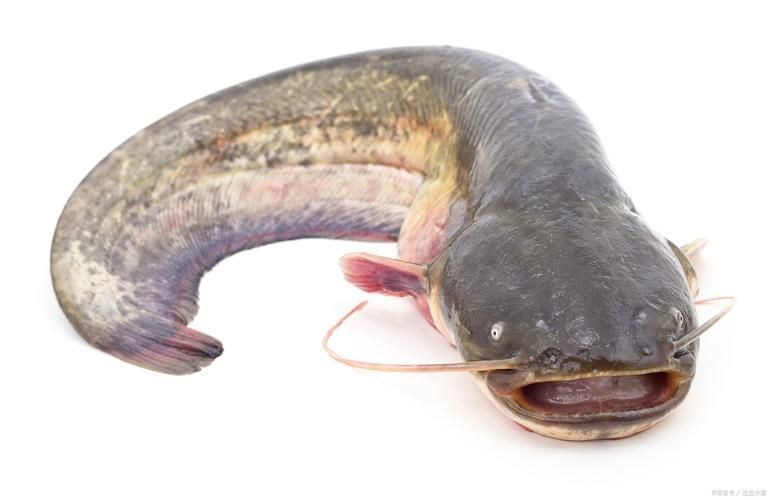 如何找到高清的年魚圖片，如何找到高清年魚圖片