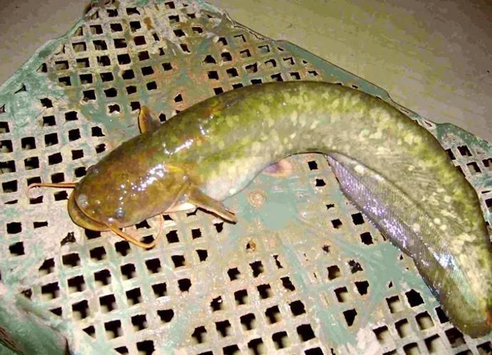 如何找到高清的年魚圖片，如何找到高清年魚圖片