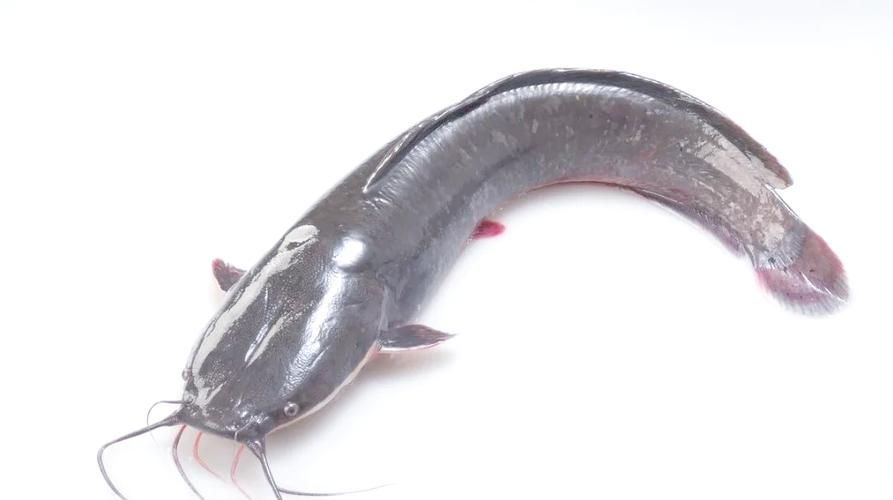 如何找到高清的年魚圖片，如何找到高清年魚圖片
