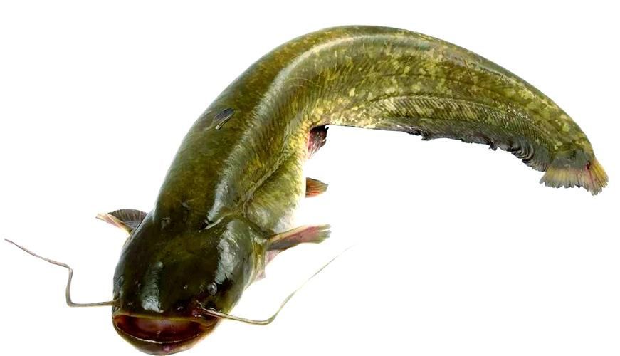 如何找到高清的年魚圖片，如何找到高清年魚圖片