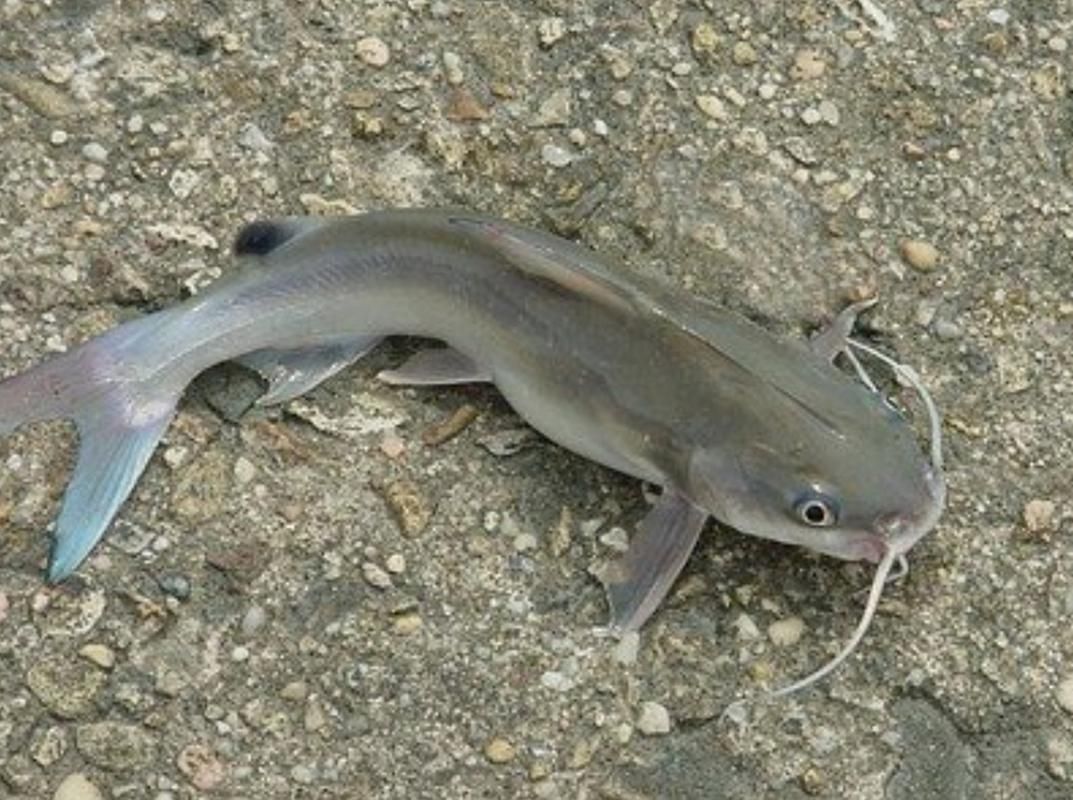 如何找到高清的年魚圖片，如何找到高清年魚圖片