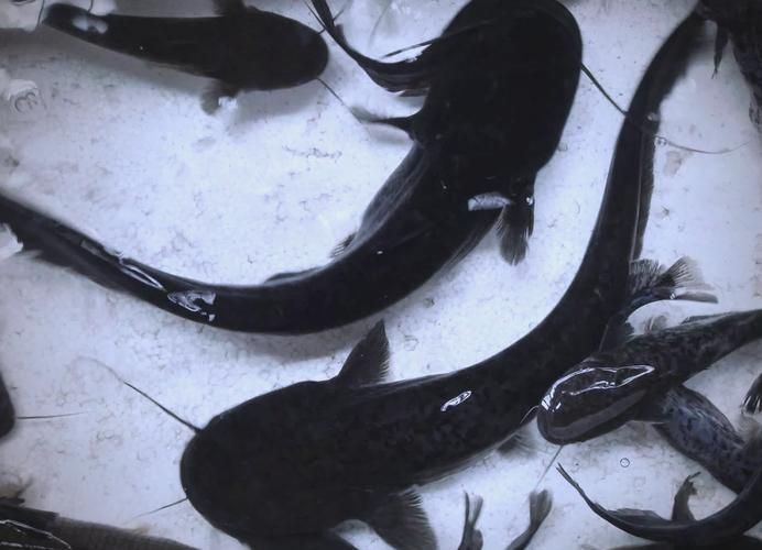 如何找到高清的年魚圖片，如何找到高清年魚圖片
