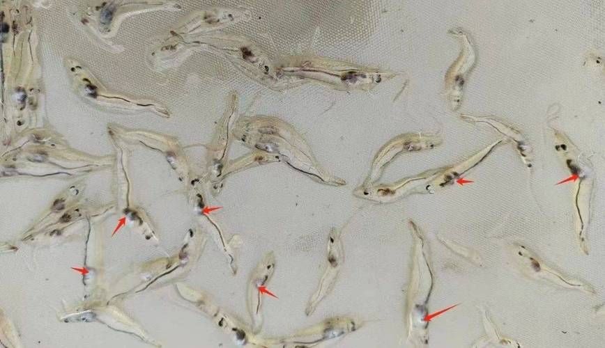 如何判斷龍魚是否有寄生蟲，arxiv論文助手