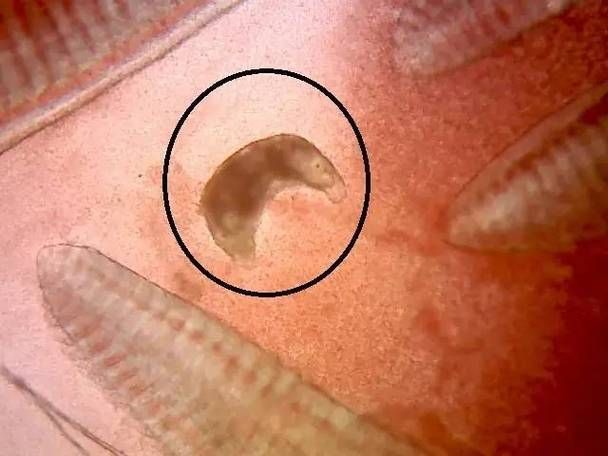 如何判斷龍魚是否有寄生蟲，arxiv論文助手