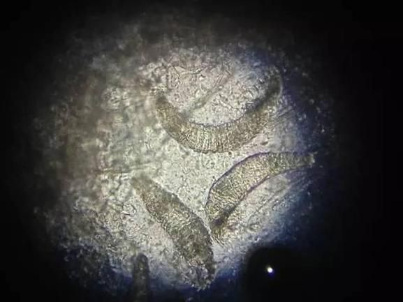 如何判斷龍魚是否有寄生蟲，arxiv論文助手