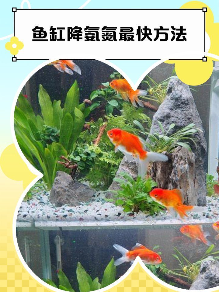 硝化菌失敗后如何緊急處理，硝化菌失敗后的緊急處理