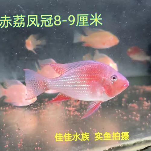 哪里可以購買到赤荔鳳冠魚？，如何購買赤荔鳳冠魚？