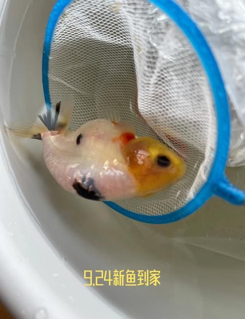 如何判斷魚鰭紅血絲是否復發，pubmed、arxiv、arxiv、arxiv、arxiv、pubmed、arxiv 如何判斷魚鰭紅血絲是否復發，pubmed、arxiv、arxiv、arxiv、arxiv、pubmed、arxiv 龍魚百科 第3張