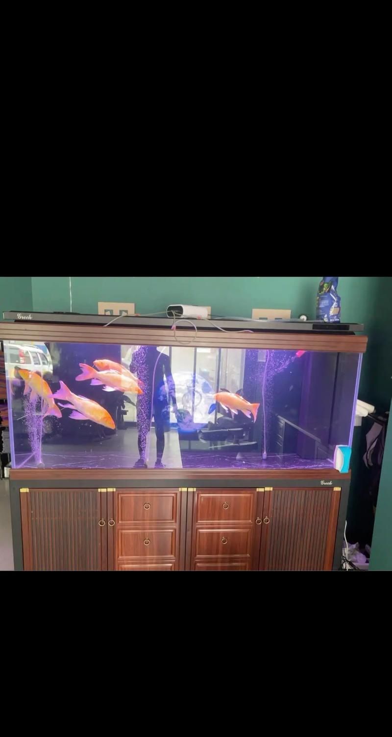 祥龍魚場有沒有推薦的龍魚缸品牌？，尋找適合養殖龍魚的魚缸時，祥龍魚場推薦了幾款知名的龍魚缸品牌