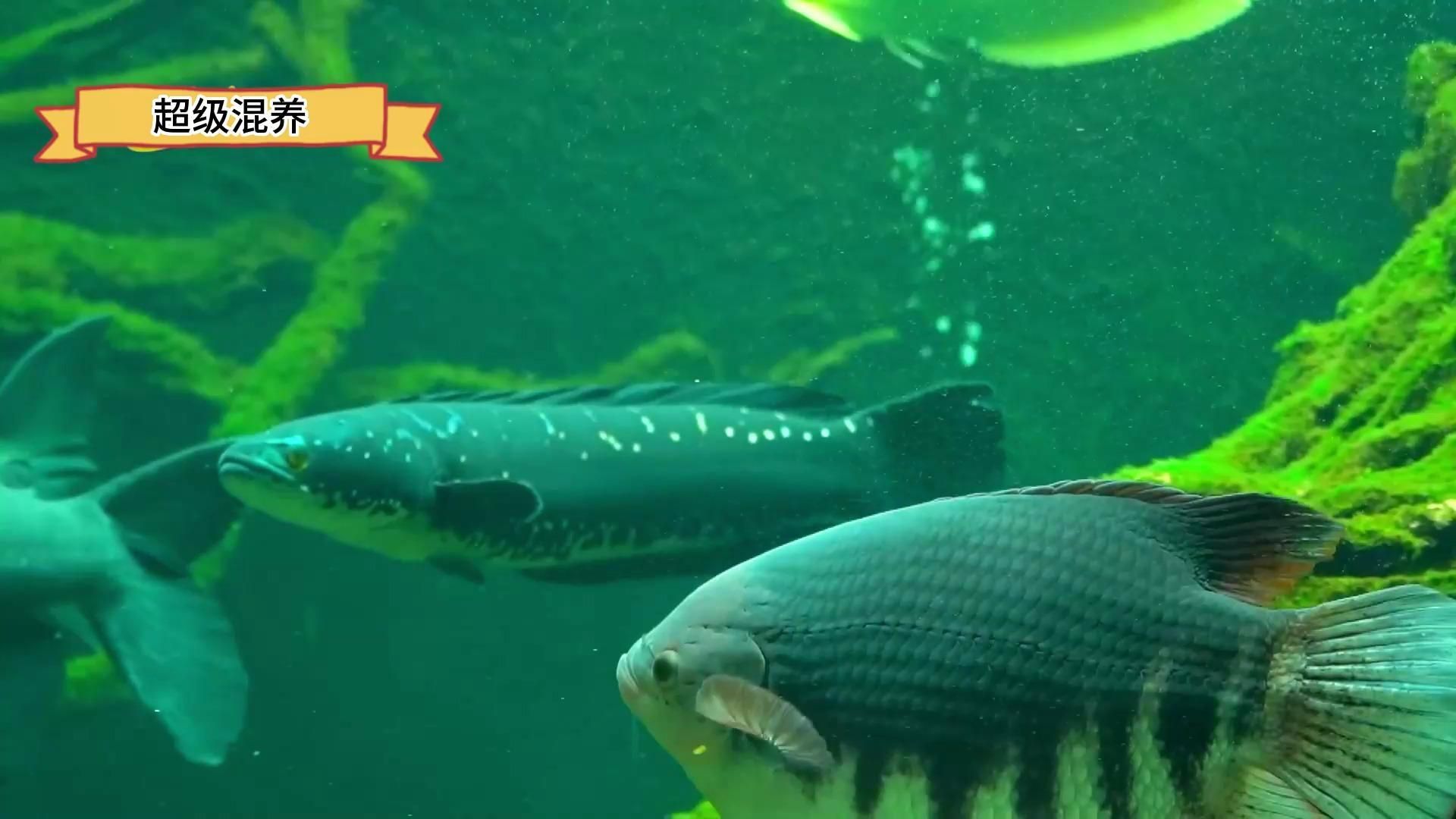 龍魚混養有哪些成功案例，龍魚混養成功案例：龍魚混養的成功案例及成功案例