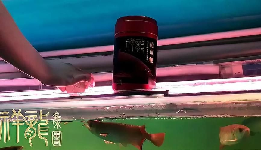 祥龍魚場(chǎng)魚食的價(jià)格范圍是多少？，祥龍魚場(chǎng)魚食價(jià)格范圍