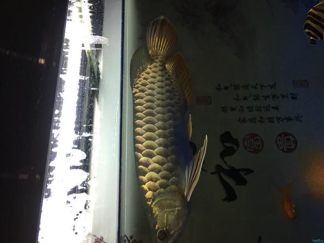 如何評估一個龍魚漁場的實力？