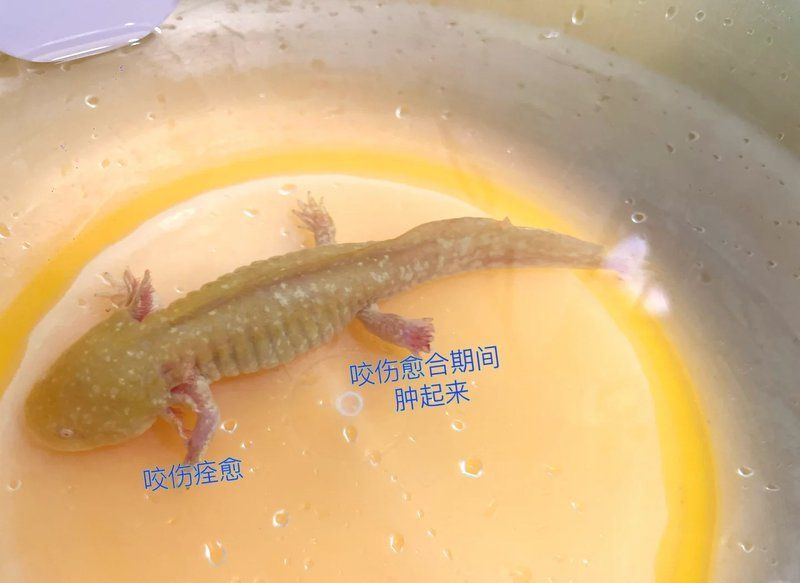 六角恐龍魚(yú)咬人后如何處理傷口，六角恐龍魚(yú)咬人后，首先應(yīng)立即用流動(dòng)的清水沖洗傷口