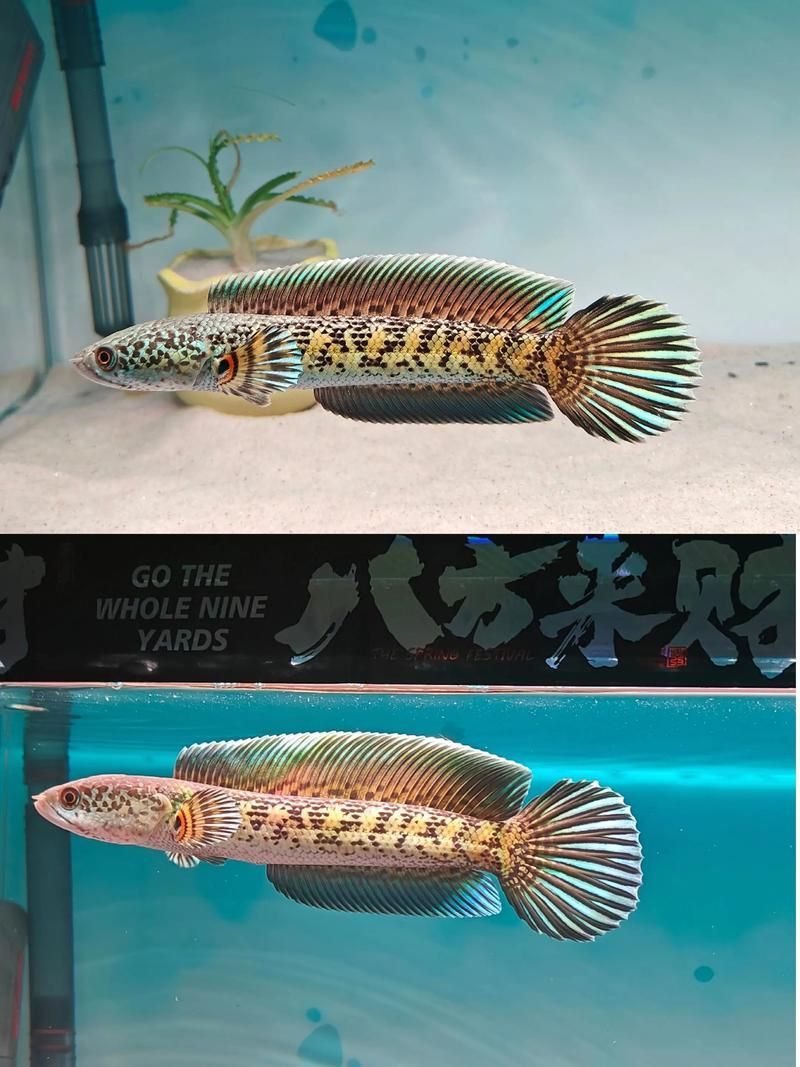 如何辨別眼鏡蛇雷龍魚的品相？，如何挑選一條極品黃金眼鏡蛇雷龍魚