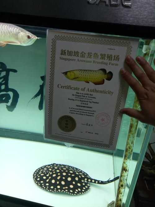 如何鑒別李亞四古典過背金龍的真偽，李亞四古典過背金龍真偽鑒別指南 如何鑒別李亞四古典過背金龍的真偽，李亞四古典過背金龍真偽鑒別指南 龍魚百科 第2張