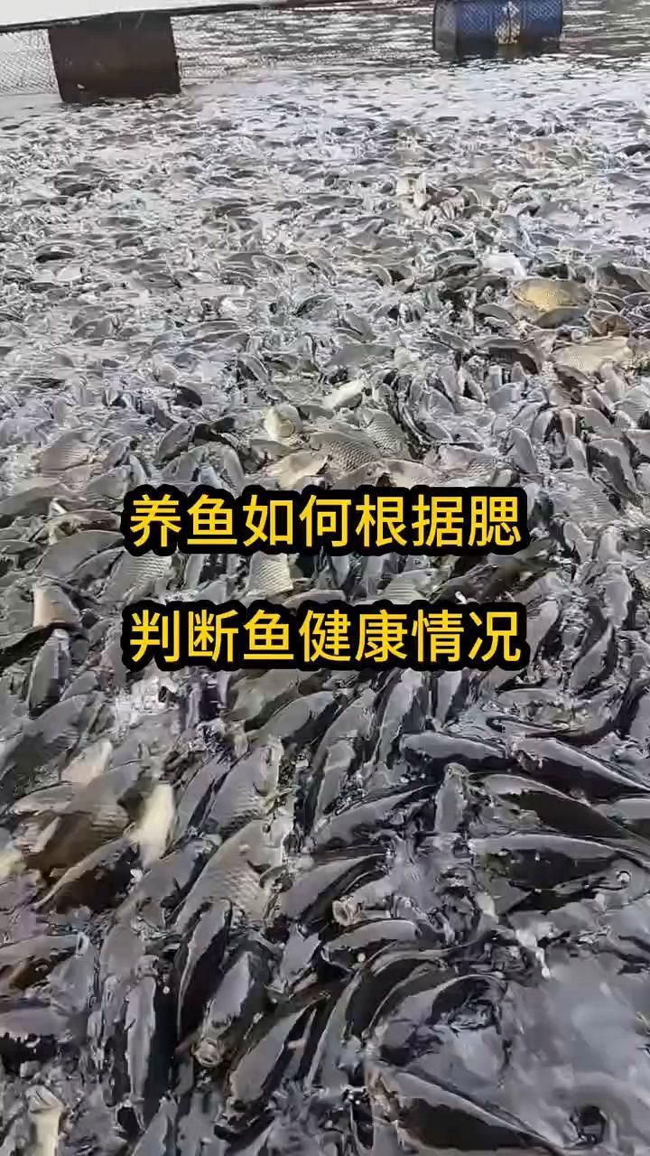 如何判斷魚鰓是否腐爛，如何判斷魚的鰓是否腐爛？